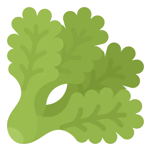 Lettuce icon