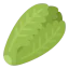 Lettuce icon 64x64