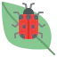 Ladybug icon 64x64
