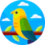 Canary Ikona 64x64
