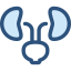 Kidneys Symbol 64x64