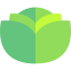 Lettuce icon 64x64