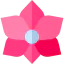 Orchid icon 64x64