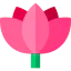 Lotus icon 64x64