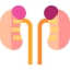 Kidneys Symbol 64x64