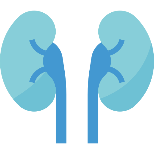Kidneys icon
