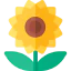 Sunflower icon 64x64