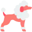 Poodle icon 64x64