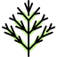 Dill icon 64x64