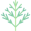 Dill icon 64x64