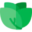 Lettuce icon 64x64