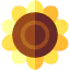 Sunflower icon 64x64