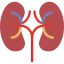 Kidney icon 64x64