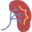 Kidney icon 64x64