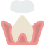 Molar ícono 64x64