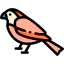 Sparrow icon 64x64