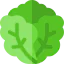 Lettuce icon 64x64