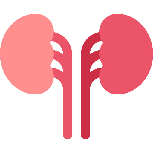 Kidneys icon