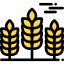 Wheat icon 64x64