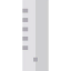 Ruler ícono 64x64