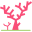 Coral icon 64x64