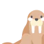 Walrus icon 64x64