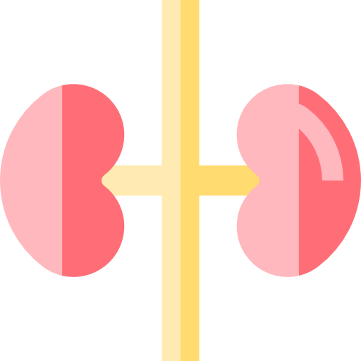 Kidneys icon