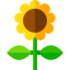 Sunflower icon 64x64