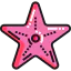 Starfish icon 64x64