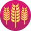 Barley icon 64x64