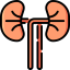 Kidney icon 64x64