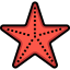 Starfish icon 64x64