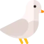 Pigeon icon 64x64