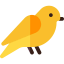 Canary icon 64x64