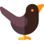 Cuckoo icon 64x64