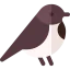 Chickadee icon 64x64