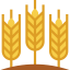 Wheat icon 64x64