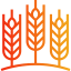 Wheat icon 64x64