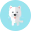 Cat icon 64x64