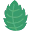 Mint icon 64x64