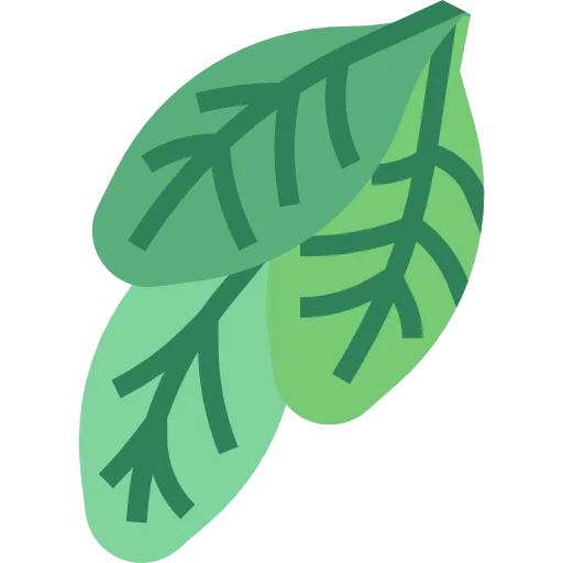 Spinach icon
