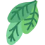 Spinach biểu tượng 64x64