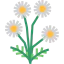 Chamomile icon 64x64