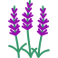 Ginkgo icon 64x64