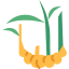 Ginger icon 64x64