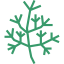 Dill icon 64x64