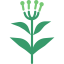 Clove icon 64x64