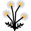 Chamomile icon 64x64