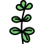 Oregano icon 64x64