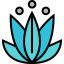 Lotus icon 64x64